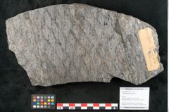 Foto (Objekt + Etikett) von Lepidodendron aculeatum St. (NHMW-GEO-2024-0188-11022)
